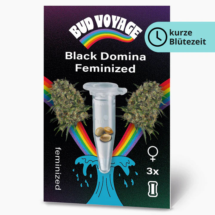 Black Domina BudVoyage