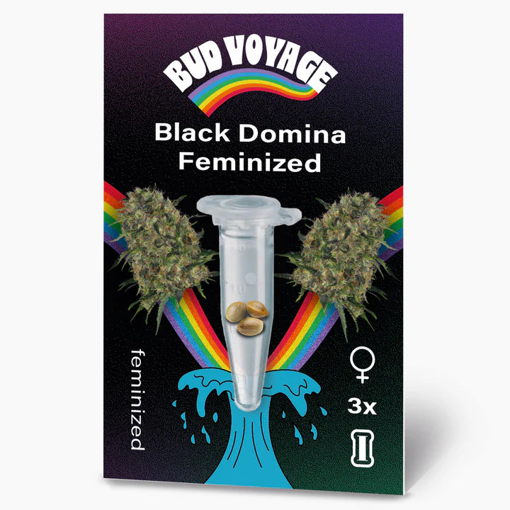 Black Domina BudVoyage